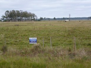 Campo Ca126