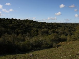 Campo Ca131