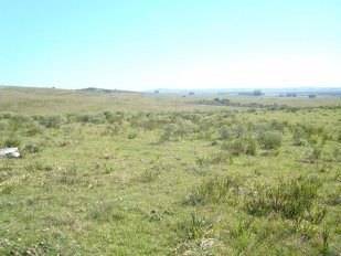 Campo Ca132